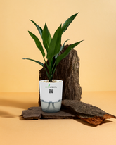 Aglaonema Tigress
